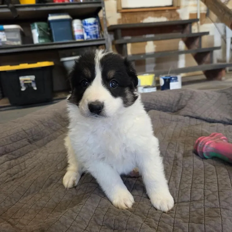 A baby large-sized male White / Cream Australian Cattle Dog / Blue Heeler dog named Basil for adoption in Fredericksburg, VA