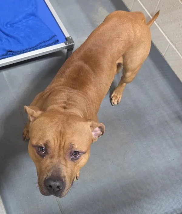 An adult extra large-sized male Pit Bull Terrier dog named Tonka for adoption in Dallas, GA