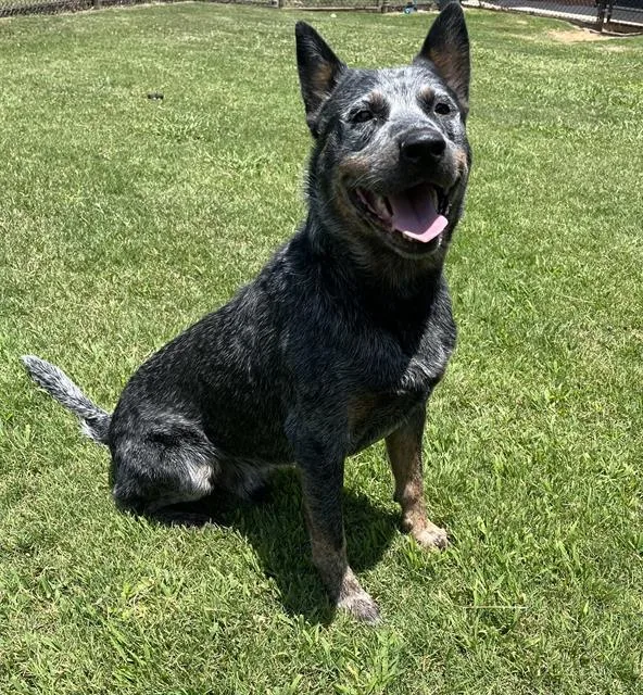 An adult large-sized male Australian Cattle Dog / Blue Heeler dog named Ash for adoption in Appling, GA