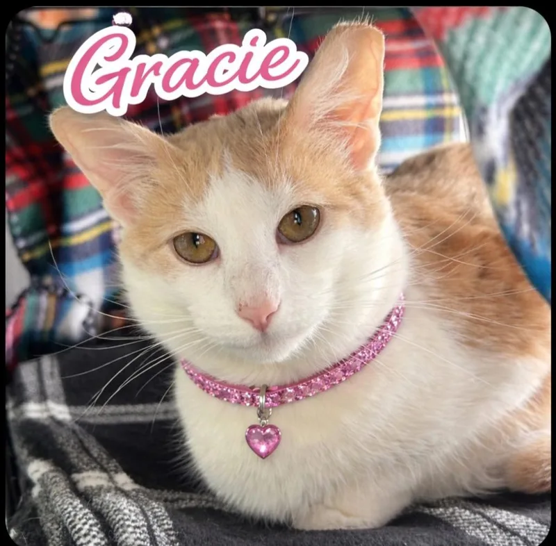A young large-sized female Domestic Short Hair cat named Gracie for adoption in Washington Court House, OH