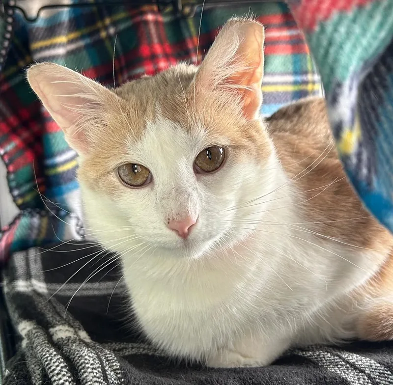 Gracie thumbnail 2