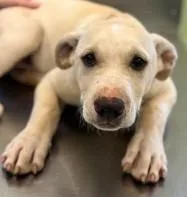 A young large-sized male Retriever dog named Poseidon for adoption in Kansas City, MO