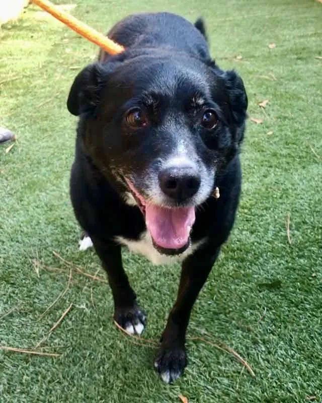 A senior medium-sized male Labrador Retriever dog named Boomer for adoption in Kennesaw, GA