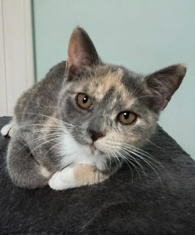 A baby small-sized female Domestic Short Hair cat named Cupcake for adoption in Greensboro, NC