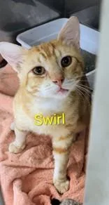 An adult medium-sized male Orange & White Domestic Short Hair cat named Swirl for adoption in Moline, IL
