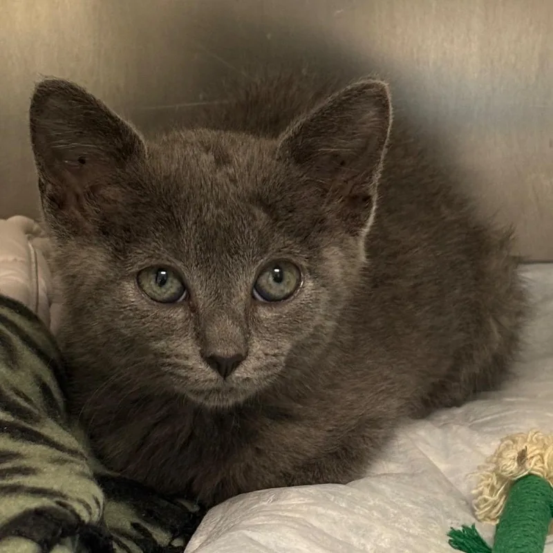A baby small-sized female Gray / Blue / Silver Domestic Short Hair cat named Boo for adoption in West Palm Beach, FL