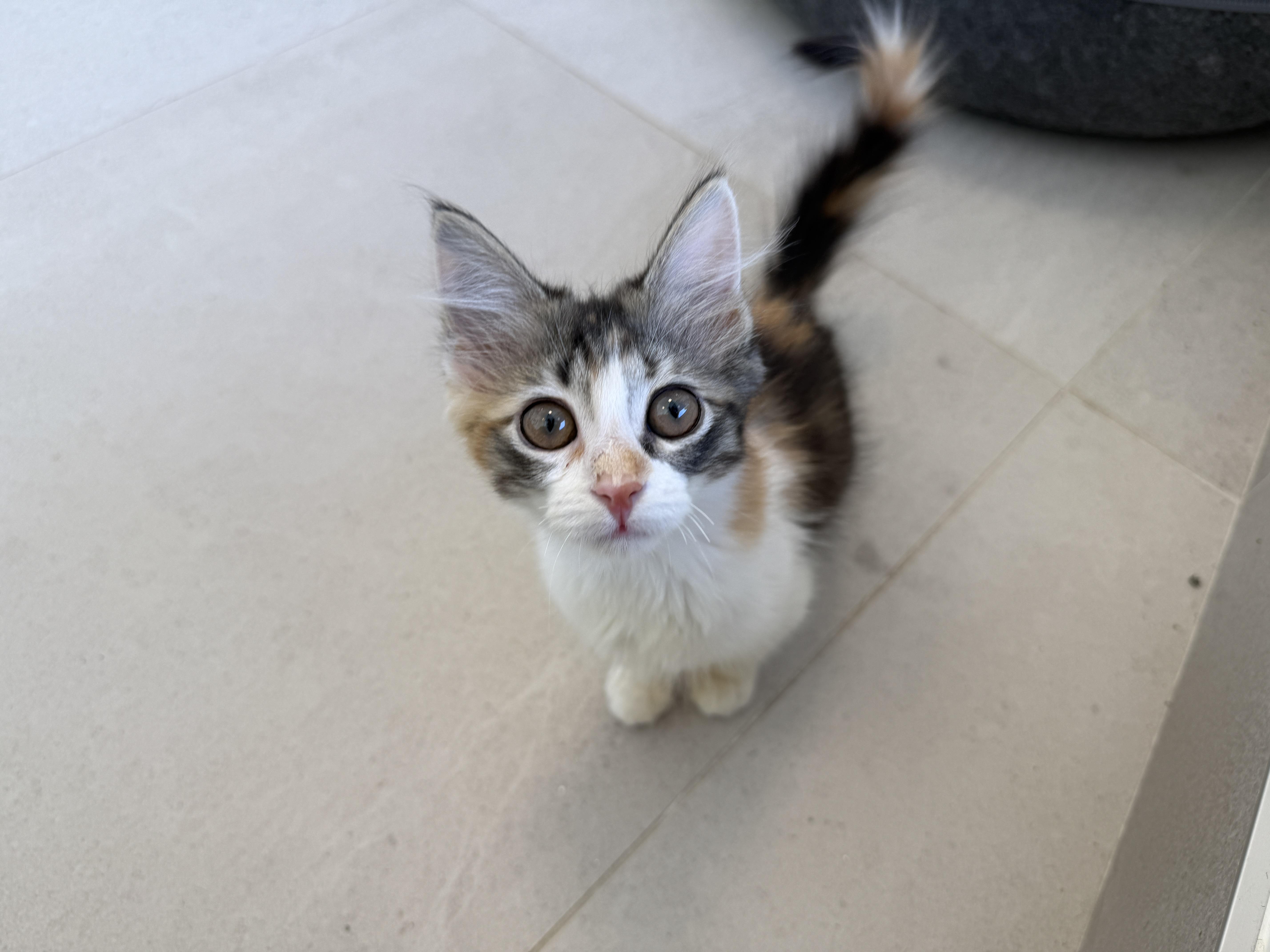 A baby medium-sized female Domestic Short Hair cat named Friday for adoption in Evanston, IL