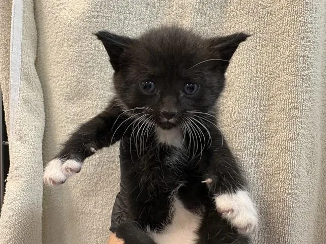 A baby small-sized male Domestic Short Hair cat named Crawley for adoption in Thousand Palms, CA