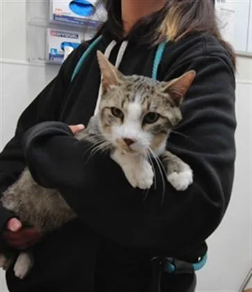 An adult small-sized male Domestic Short Hair cat named Mister for adoption in Albuquerque, NM