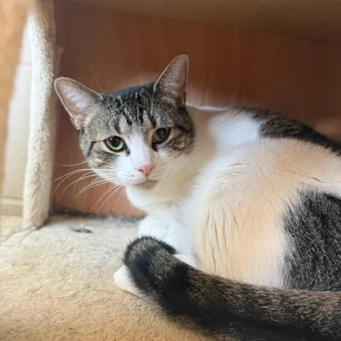 An adult small-sized female Domestic Short Hair cat named Gretel for adoption in Port Aransas, TX