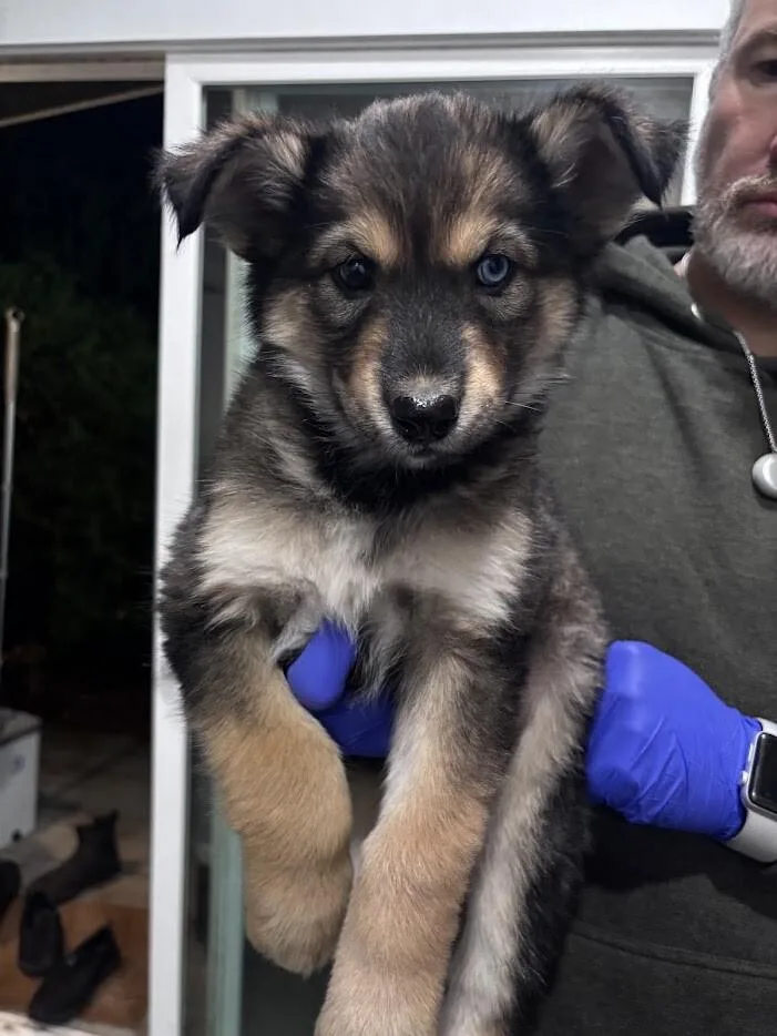 A young medium-sized female Husky dog named Topaz for adoption in renton, WA