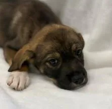 A young large-sized female Shepherd dog named Nevada for adoption in Kansas City, MO