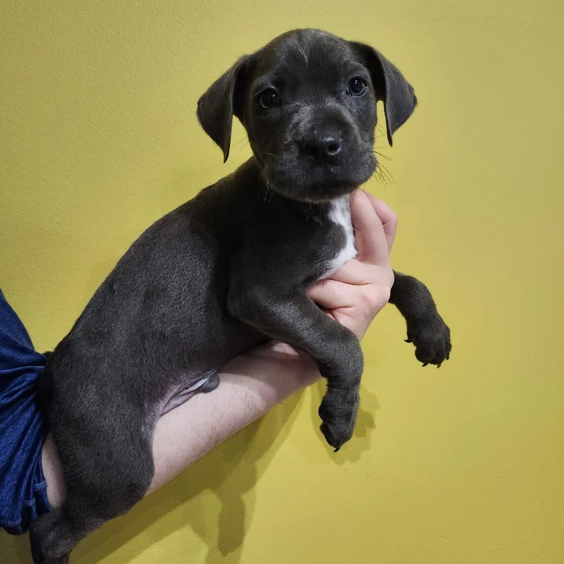 A baby medium-sized male Gray / Blue / Silver American Staffordshire Terrier dog named Marty for adoption in Hamilton , NJ