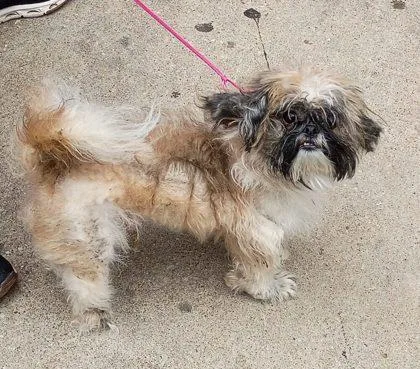 A baby small-sized male Mixed Breed dog named Gremlin for adoption in West Chester, PA