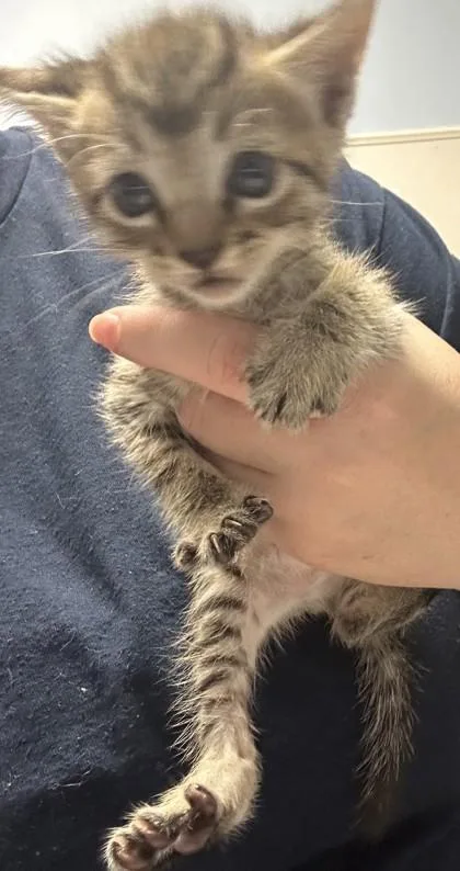 A baby small-sized female Domestic Short Hair cat named Verbena for adoption in Chamblee, GA