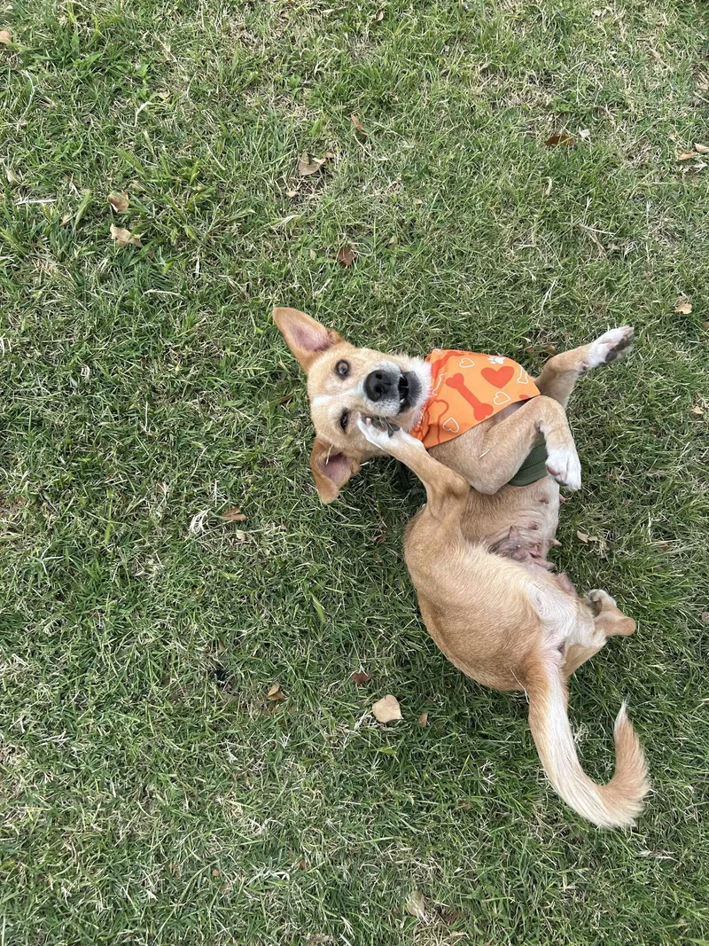 Bea