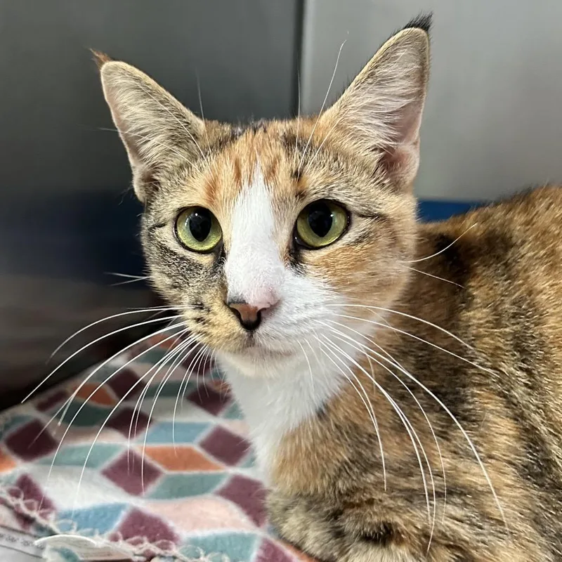 An adult medium-sized female Calico Domestic Short Hair cat named Sunny for adoption in Newport, NC