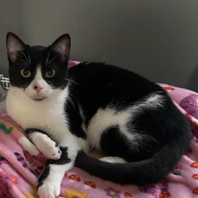 A young small-sized female Black Domestic Short Hair cat named Raisin for adoption in Carmel, IN