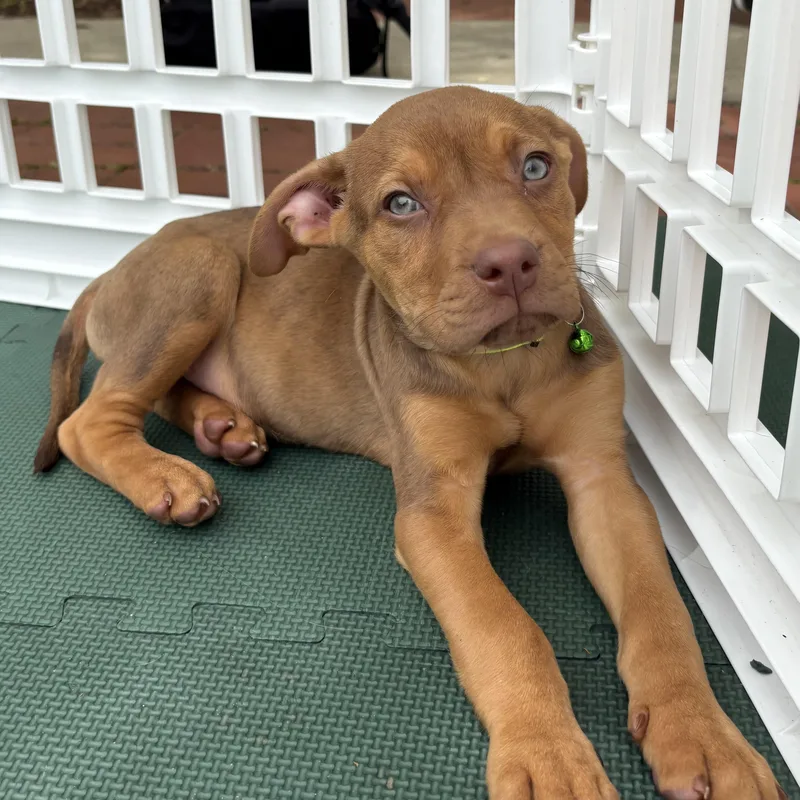 A baby medium-sized male Brown / Chocolate Hound dog named Tasmanian Devil for adoption in Columbia, SC