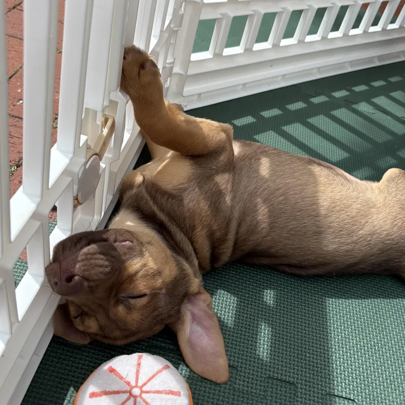 Tasmanian Devil thumbnail 4