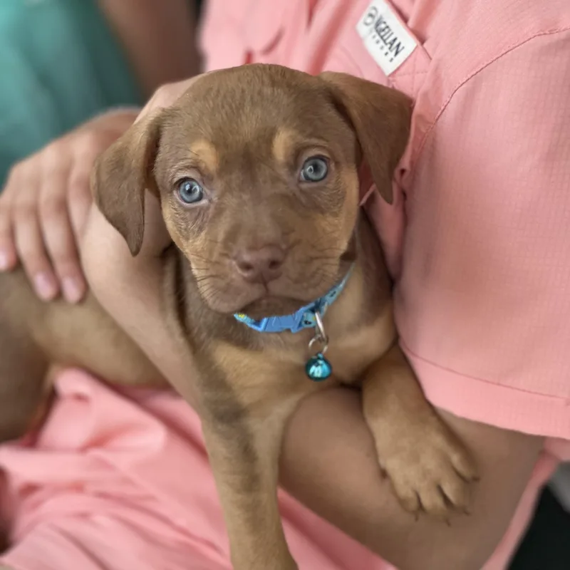 Tasmanian Devil thumbnail 5