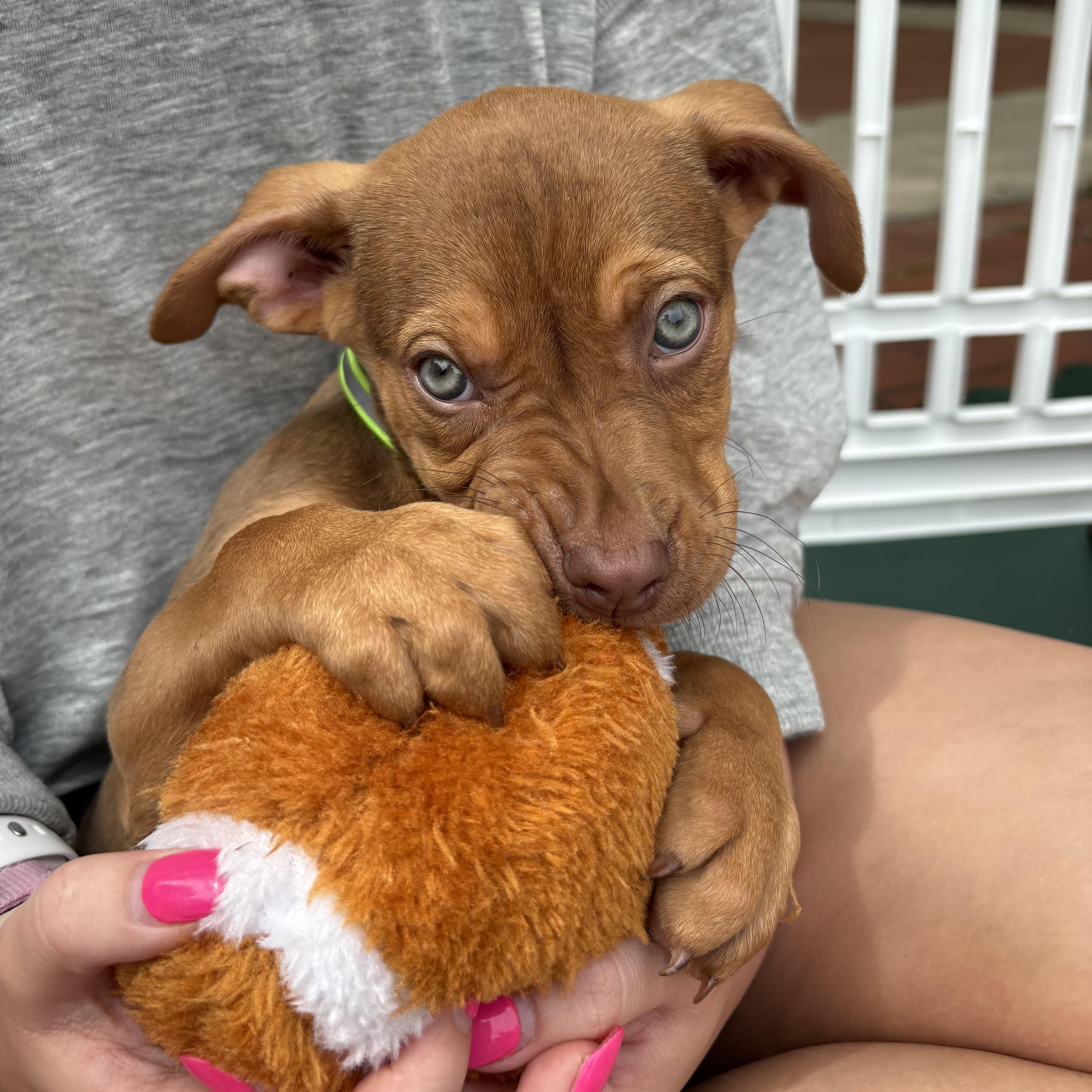 Tasmanian Devil thumbnail 6