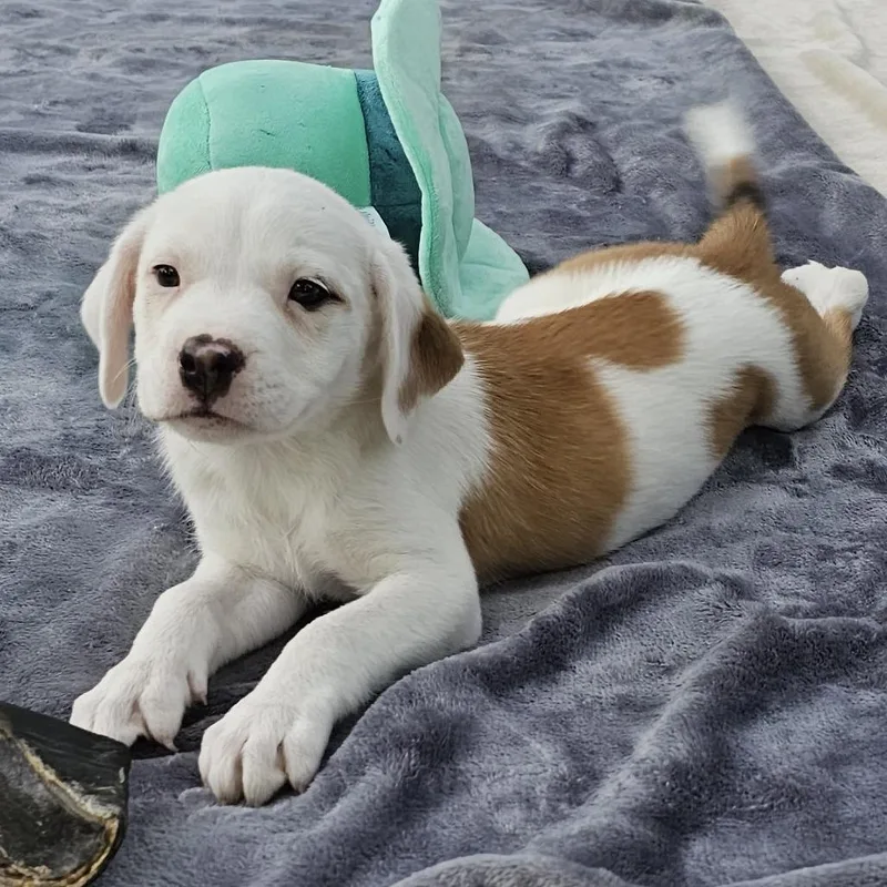 Esther