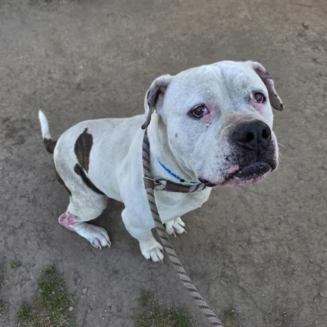 An adult medium-sized male Pit Bull Terrier dog named Marco for adoption in Long Beach, CA