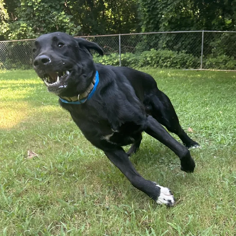 An adult large-sized male Black Mixed Breed dog named Clyde for adoption in Auburn, AL