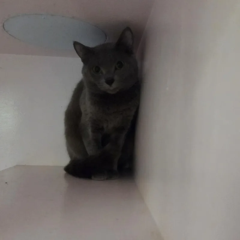 A baby medium-sized male Gray / Blue / Silver Domestic Short Hair cat named Snap Dragon for adoption in Charleston, SC