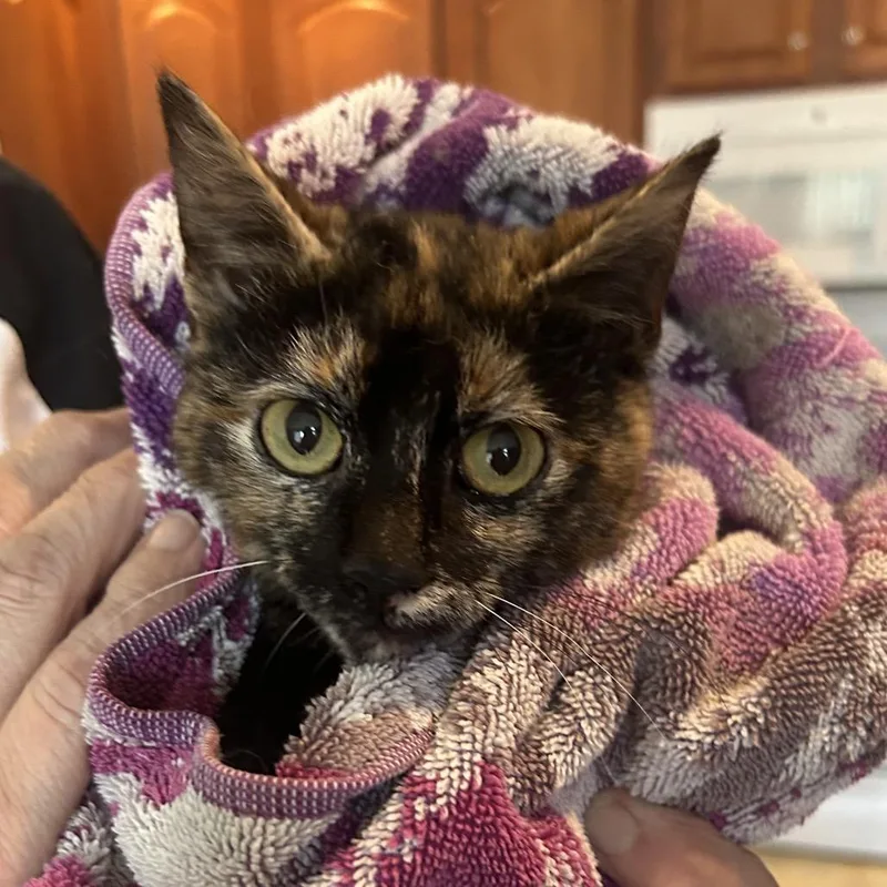 A baby small-sized female Tortoiseshell Domestic Short Hair cat named Starr Fha for adoption in Columbia, MO