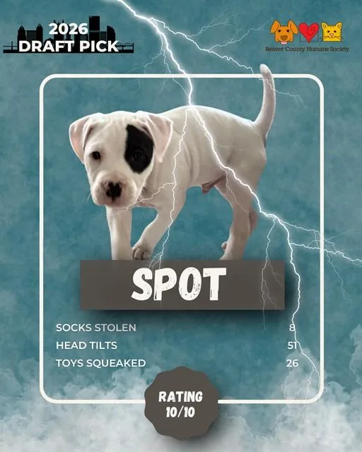 A baby small-sized male German Shepherd Dog dog named Spot for adoption in Aliquippa, PA