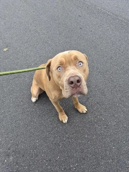 An adult large-sized male Pit Bull Terrier dog named Pen for adoption in Lawrenceville, GA