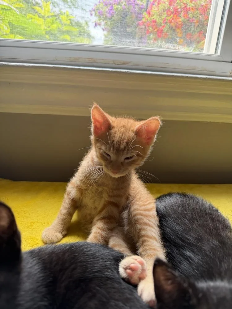 A baby small-sized male Domestic Short Hair cat named Josh Jr. for adoption in Ferndale, MI
