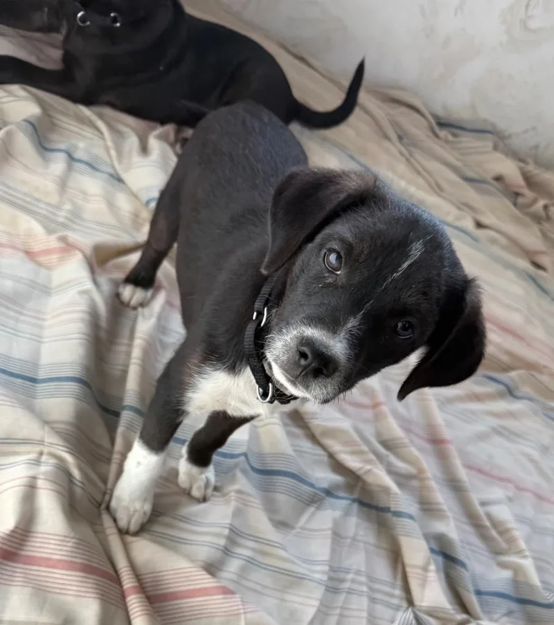 A baby medium-sized male English Pointer dog named Triggy for adoption in Columbia, IL