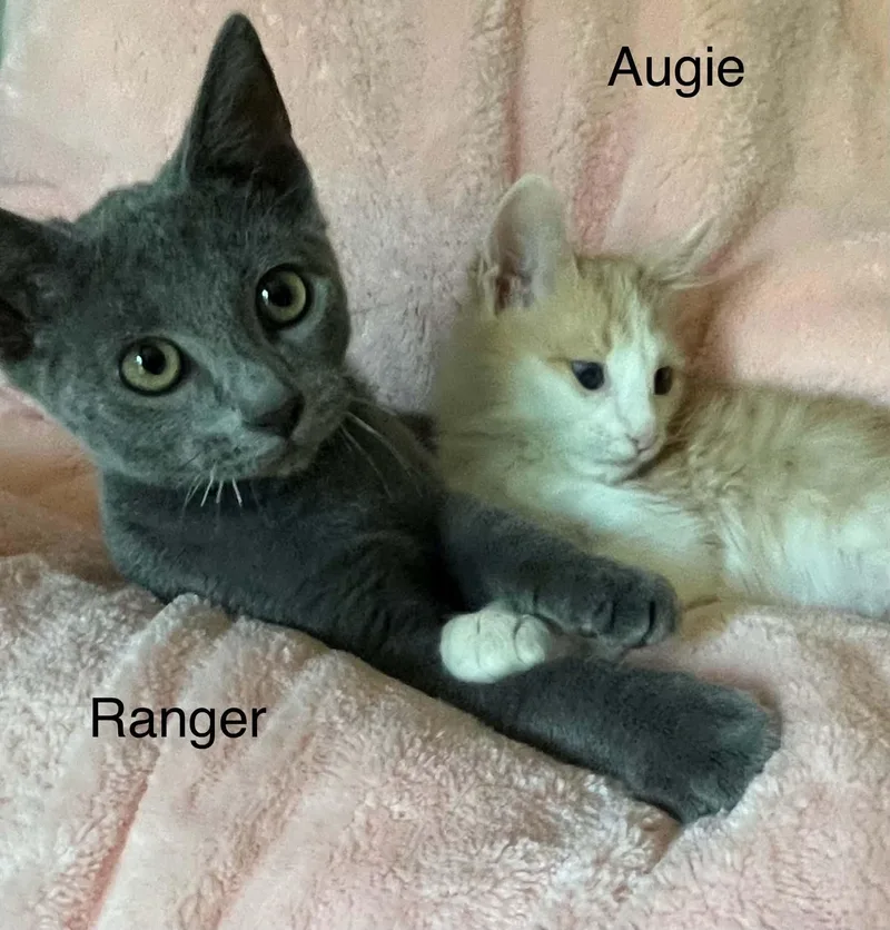 A baby medium-sized male Orange & White Russian Blue cat named Augie And Ranger for adoption in Wyandotte, MI