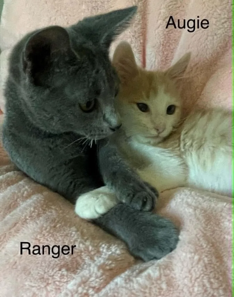 Augie And Ranger thumbnail 2