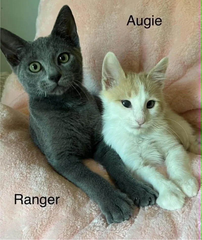 Augie And Ranger thumbnail 3