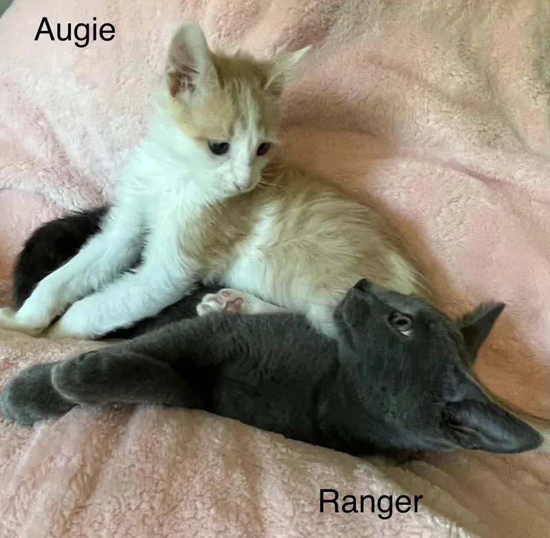 Augie And Ranger thumbnail 4