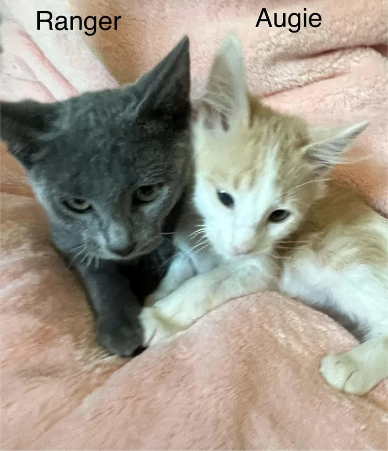Augie And Ranger thumbnail 6