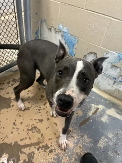 An adult medium-sized female Pit Bull Terrier dog named Kate for adoption in West Memphis, AR