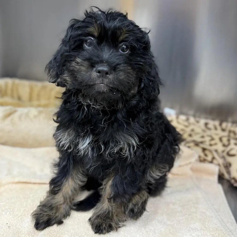 A baby small-sized male Black Mixed Breed dog named Sam for adoption in Ridgely, MD