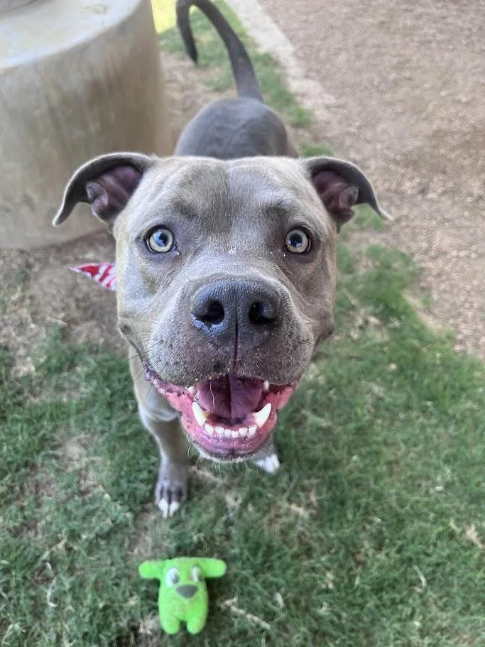 An adult large-sized male Pit Bull Terrier dog named Marty A for adoption in Plano, TX