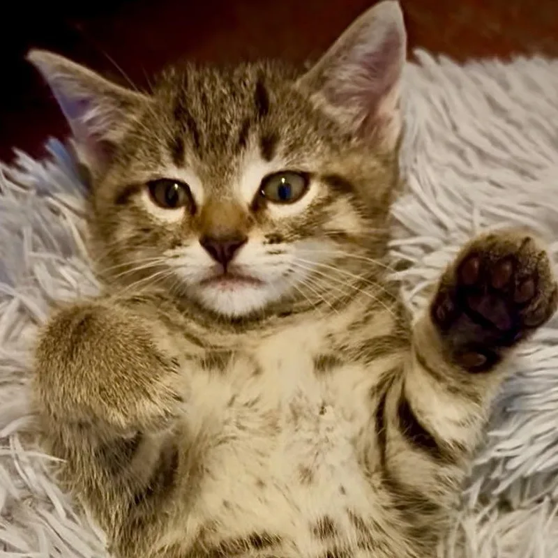 A baby medium-sized male Tabby (Buff / Tan / Fawn) Domestic Short Hair cat named Sandman for adoption in Santa Ana, CA