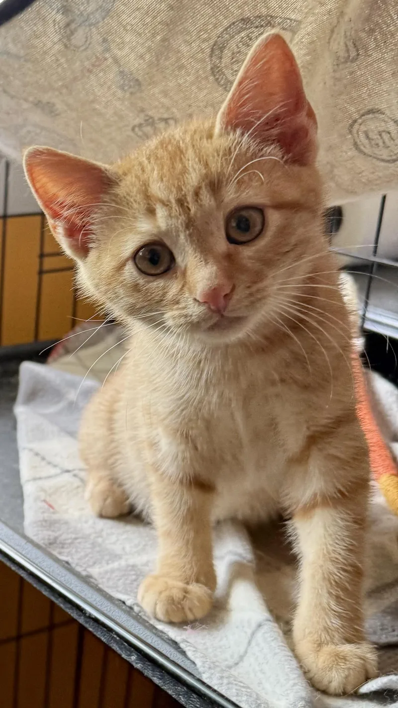 A baby medium-sized female Tabby (Orange / Red) Domestic Short Hair cat named Ricky for adoption in Lemoyne, PA