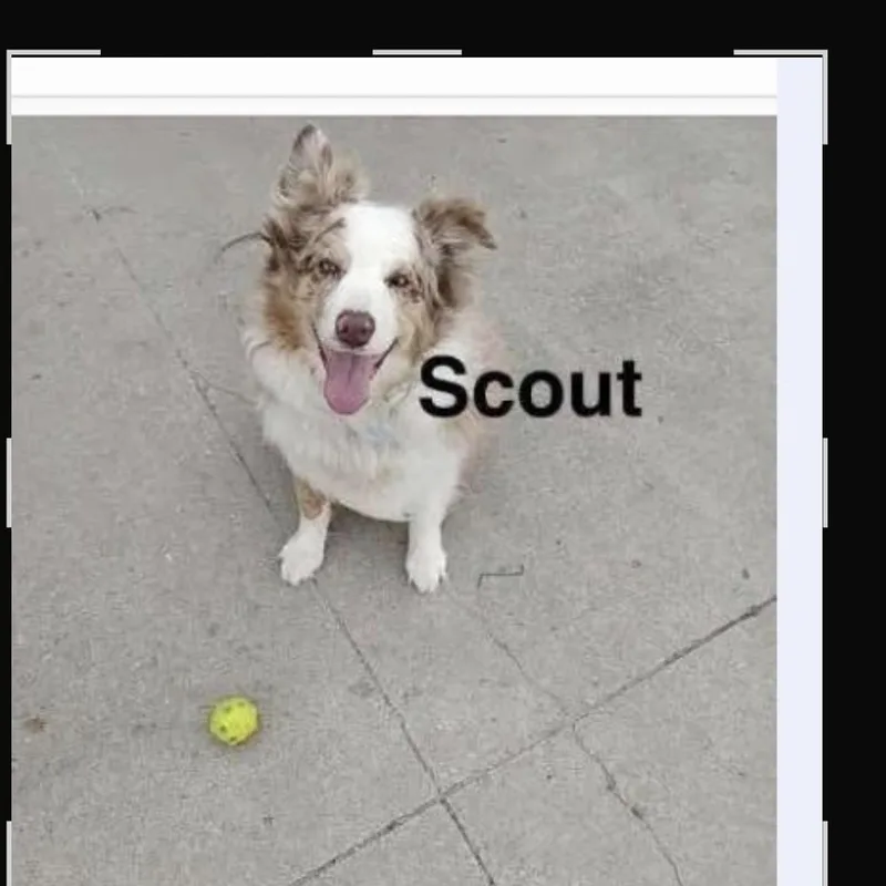 Scout .. Courtesy Listing