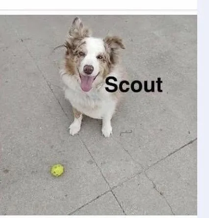 Scout .. Courtesy Listing thumbnail 2
