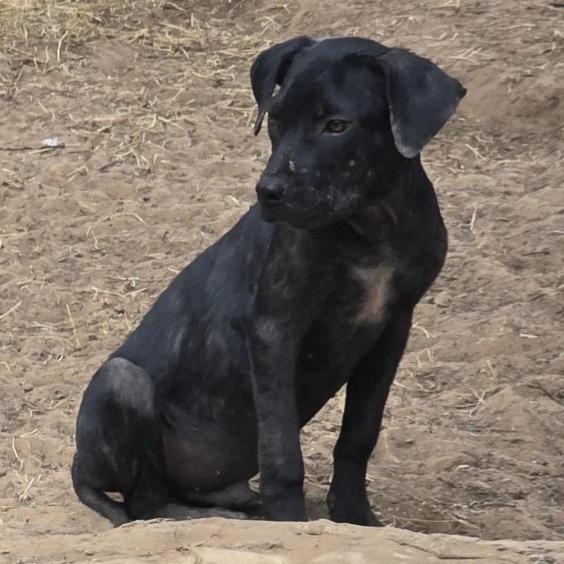 A baby medium-sized female Black Labrador Retriever dog named Nancy Drew for adoption in Norman, OK