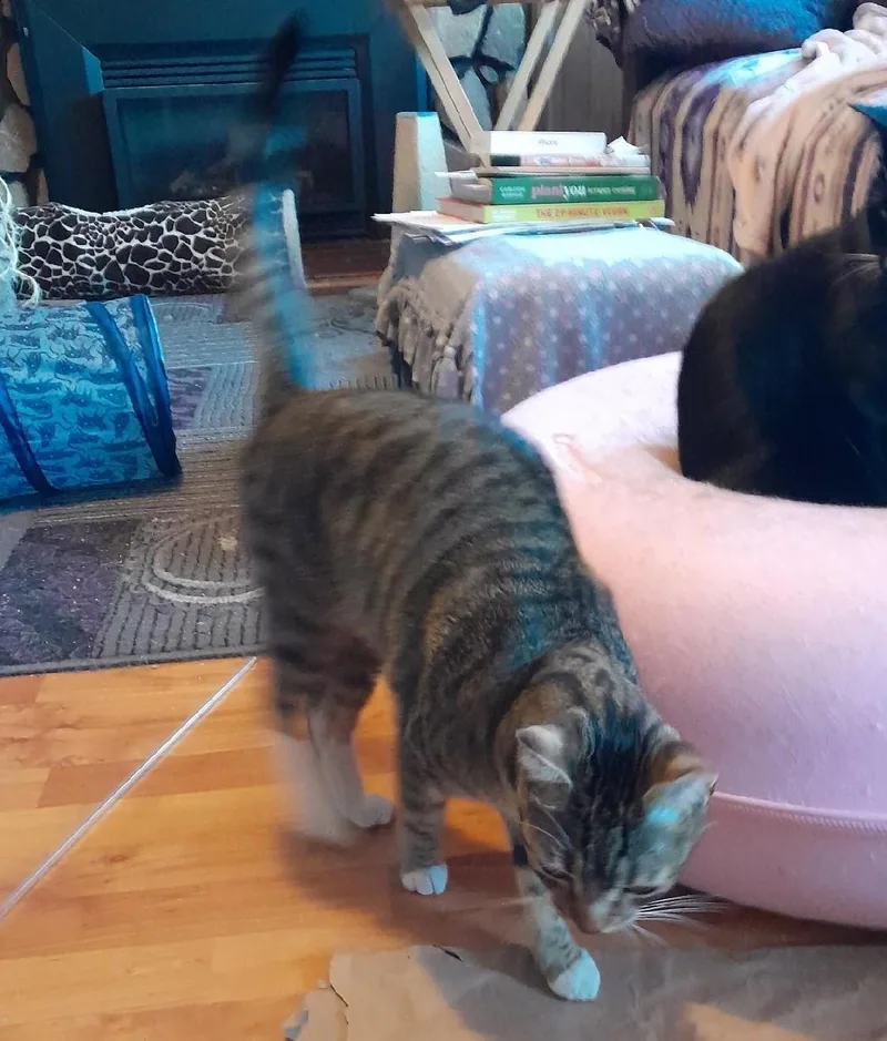 A young medium-sized female Tabby (Brown / Chocolate) Domestic Short Hair cat named Harley for adoption in Silverton, OR