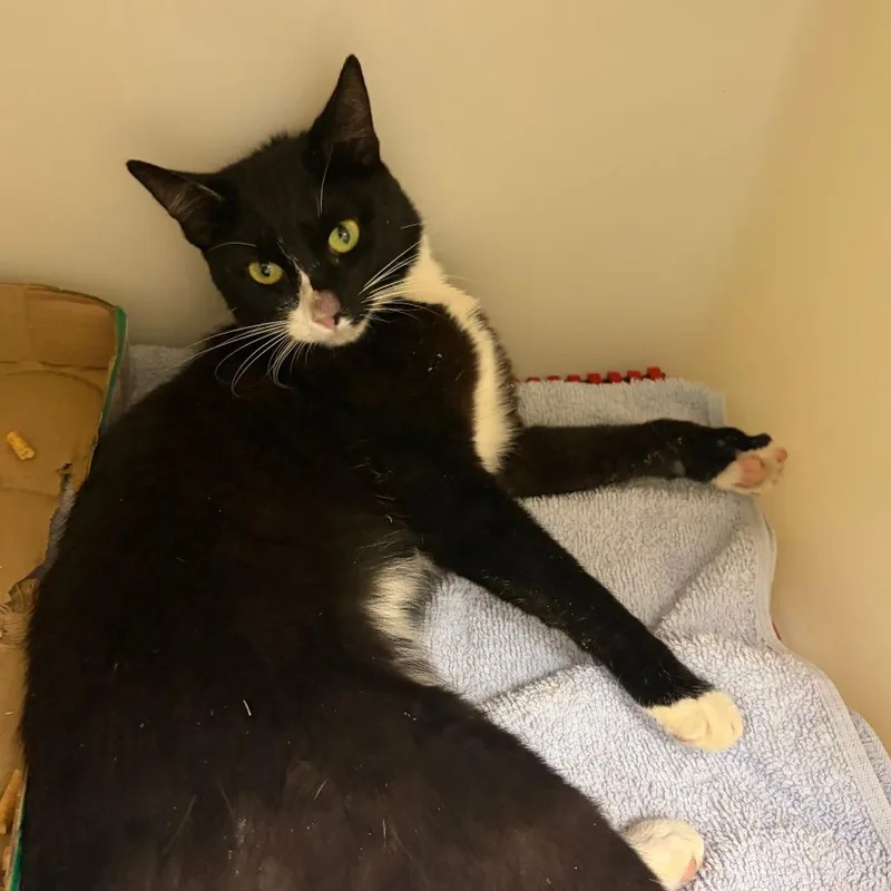 A baby medium-sized male Black Domestic Short Hair cat named 71872 for adoption in Harrisonburg, VA